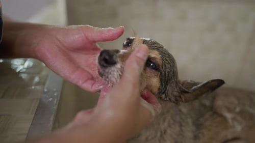 Close-up hands washing Small Dog at Pet Shop. Bathing and Grooming Canine Companion