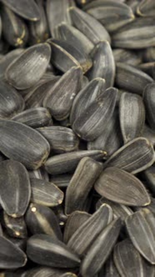 Pile of black sunflower seeds macro shot