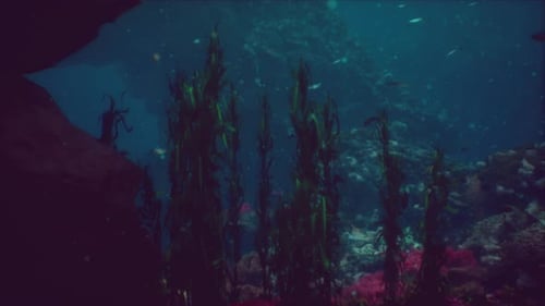 Sea or Ocean Underwater Coral Reef