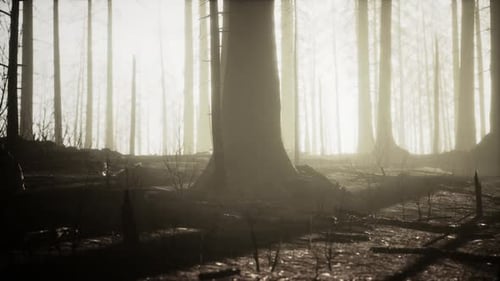 Smoke in Forest Caused By Deforestation