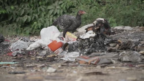Chickens Foraging in Trash and Garbage