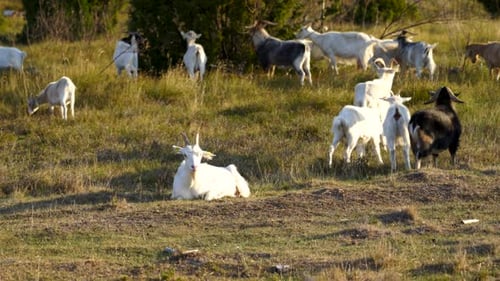 Close Up Shot of White Goat Laying Down on a Meadow with Pack of Goats in the Background on a Sunny