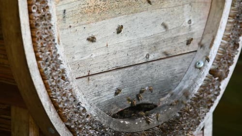 Close up of flying bees in the front of wooden, straw beehive entrance. Bee flying to hive. Honey be
