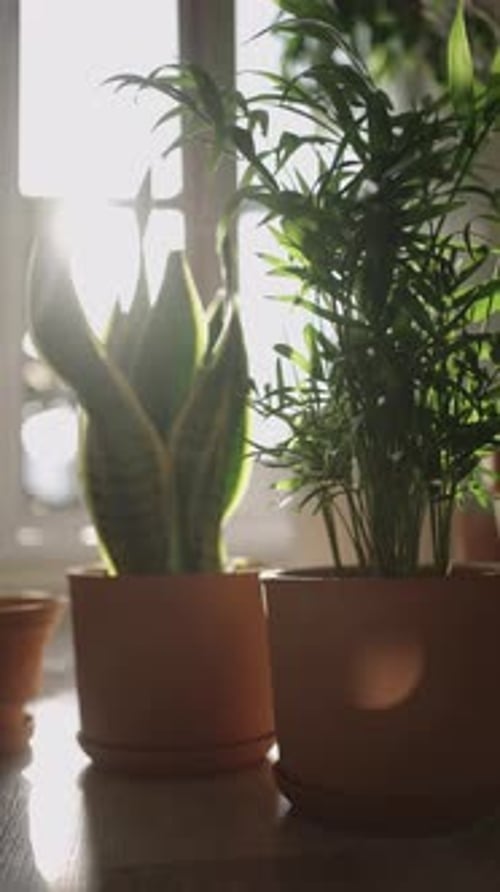 Une plante serpent rétroéclairée et un palmier de salon profitent de la lumière du soleil matinal par une fenêtre
