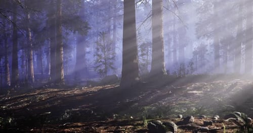 Sunlight Filters Through Trees in a Serene Forest Setting During Morning Hours
