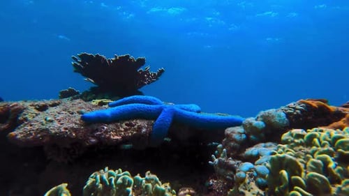 Fische und Korallen rund um blaue Seesterne, statischer Unterwasser-Zeitraffer