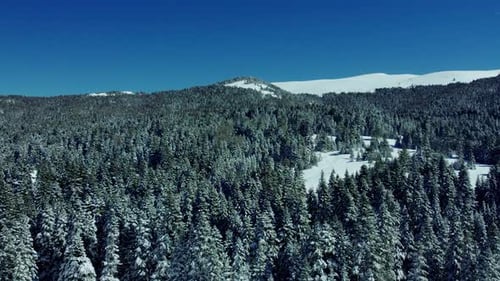 Turkey Bursa Uludag Mountain with tree Full HD Drone