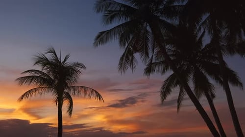 Palmen und tropischer Sonnenuntergangshimmel