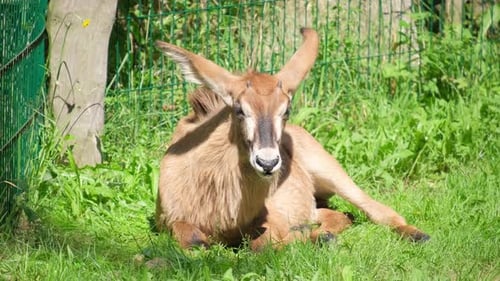 The Image Showcases a Resting Antelope in a Lush Green Habitat Filled with Biodiversity
