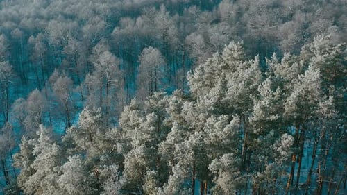 Beautiful Snowy White Forest In Winter Frosty Day Top View Above Amazing Pine Forest Landscape