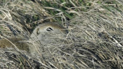 O lindo esquilo Prairie Dog de perto aparece de cabeça para cima sobre um tufo de grama seca