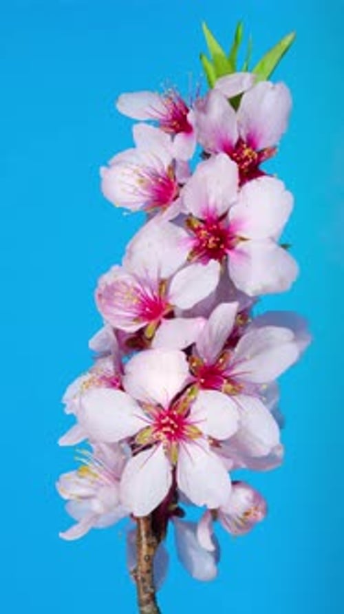 Almond Flowers Bloom in Time Lapse on a Blue Background. Macro Timelapse Video of Spring Tree