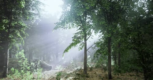Sunlight Filtering Through Trees in a Tranquil Forest Setting