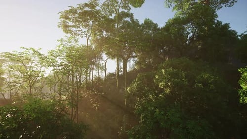 Sun Shining Through Trees in Forest