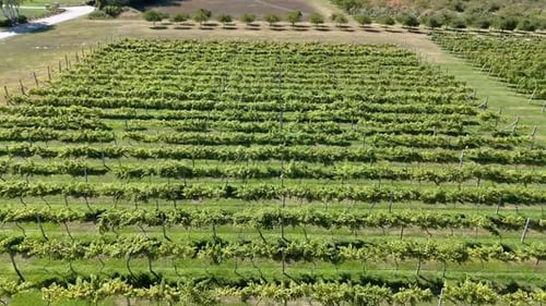 Les raisins sont prêts à être récoltés dans un vignoble du comté de Door, dans le nord-est du Wisconsin