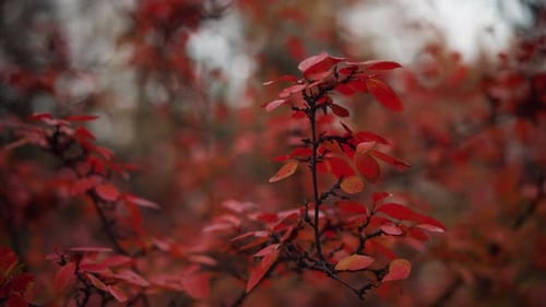 Nahaufnahme von leuchtend roten Herbstblättern, die sich sanft im Wind wiegen