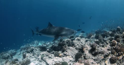 Tiger Shark is an Apex Predator in the Ocean Diving with Tiger Shark