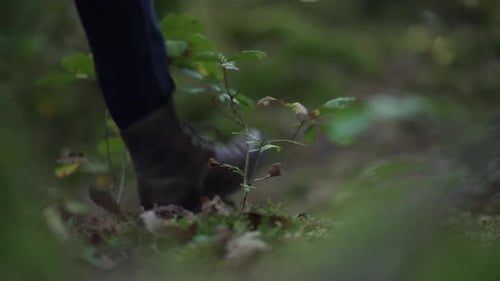 Man's foot walking on a oak branch in a cold forest
