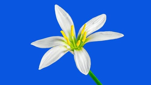 Zephyranthes White Flower in Time Lapse on a Blue Background. Fairy Lily, Zephyr Lily or Rainflower