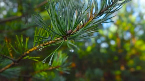 Close up or close up moving footage of green pine needles with raindrops and sunny forest behind it.