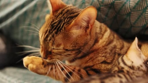 Footage of Cat Licking Paws and Washing Face Slow Motion View of Bengal Cat Lying with Kittens