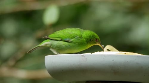 Pájaros trepadores verdes comiendo fruta en el bosque atlántico, de cerca