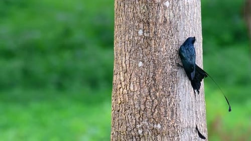 El Drongo mayor de cola de raqueta es conocido por su cola que parece una raqueta; es muy inteligente