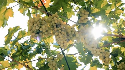 Close up of fresh vineyard grapes