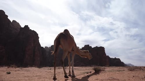 Camel Searching for Food in the Wadi Rum Desert on a Sunny Bright Day