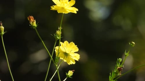Belles fleurs jaunes dans le vent.