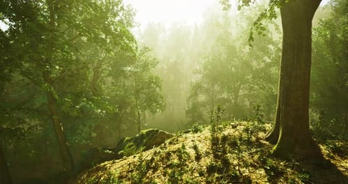 Sunlight Filtering Through Trees in a Serene Forest Landscape