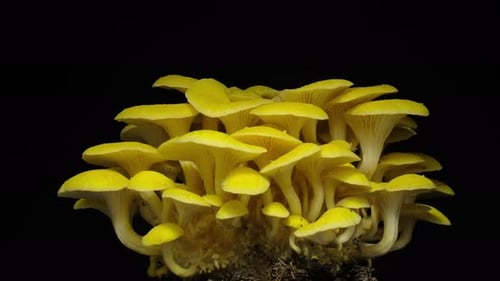 Vibrant Yellow Mushrooms Growing Quickly in Time-Lapse