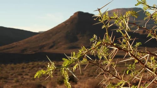 Thorny Plant With Mountains in Desert Landscape