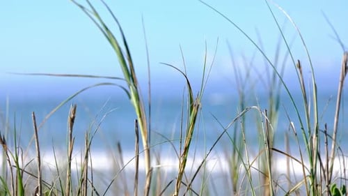 In Dünen wachsende Gräser wiegen sich im Wind mit dem Meer im Hintergrund.