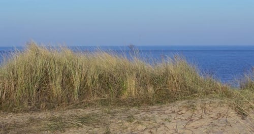 Wide shot of Marram grass with sea in background at Caister on Sea beach