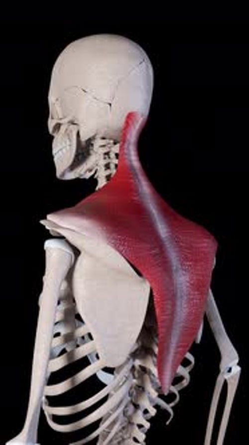 Trapezius Muscle Movement Vertical Video