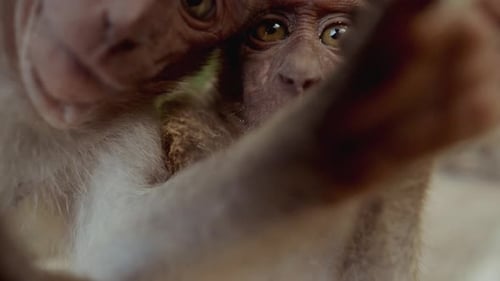 Close-Up Of Curious Monkeys Interacting And Having Fun