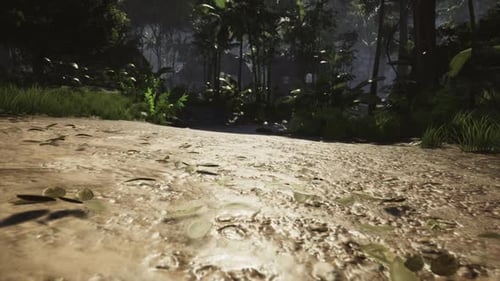 Walking in the forest during the day