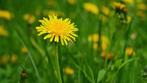 A yellow dandelion flower is in the middle of a field of green grass