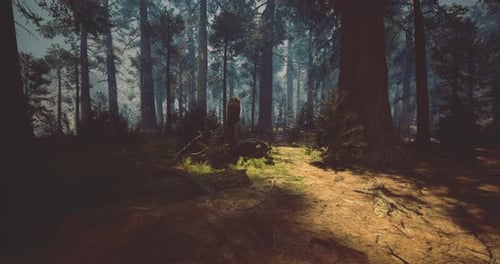 Forest Path with Sunlight Filtering Through Tall Trees in Early Morning