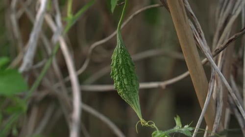 Superbe plan de la plante de melon amer Cerasee Kerala avec le Kerala accroché à des vignes utilisées pour la fabrication