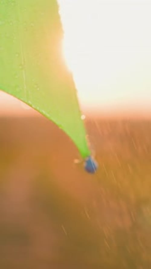 Close Up of Leaf with Water Droplets at Sunset
