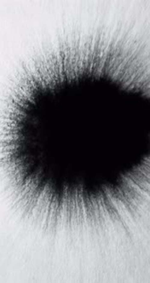 Black Ink Spreads Outward on White Background