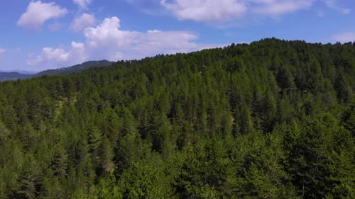 Pine trees forest in beautiful mountains with no people. Travel concept. Hiking enjoying nature