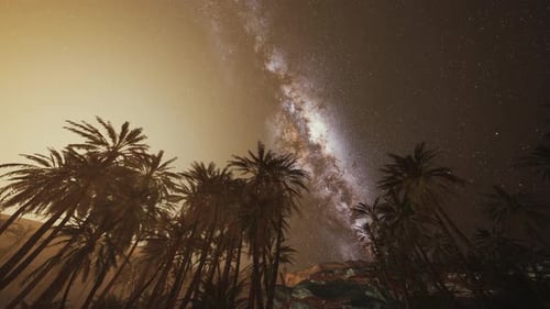 Palm Trees under Milky Way Night Sky