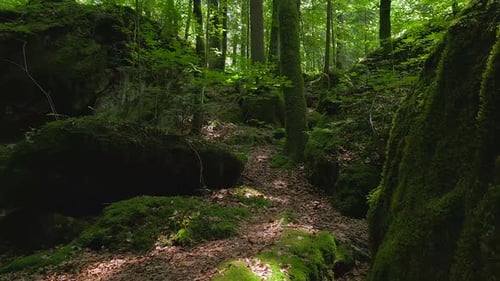 Hiking in a Serene Forest Surrounded By Mossy Rocks and Lush Greenery is Peaceful