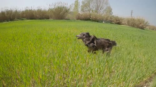 border collie dog running through a field of green grass in slow motion