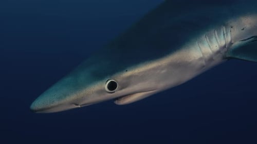 Close Up of a large Blue Shark Facing the Camera with light reflections in slow motion
