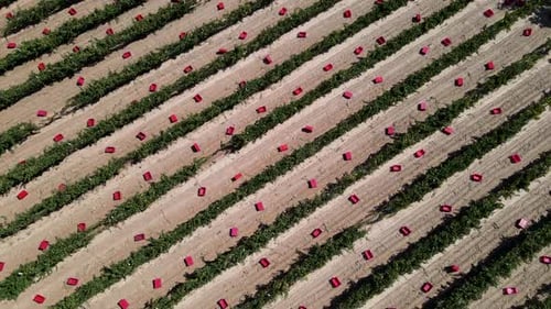 Grape Harvest