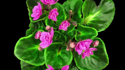 Time lapse of opening pink saintpaulia flower